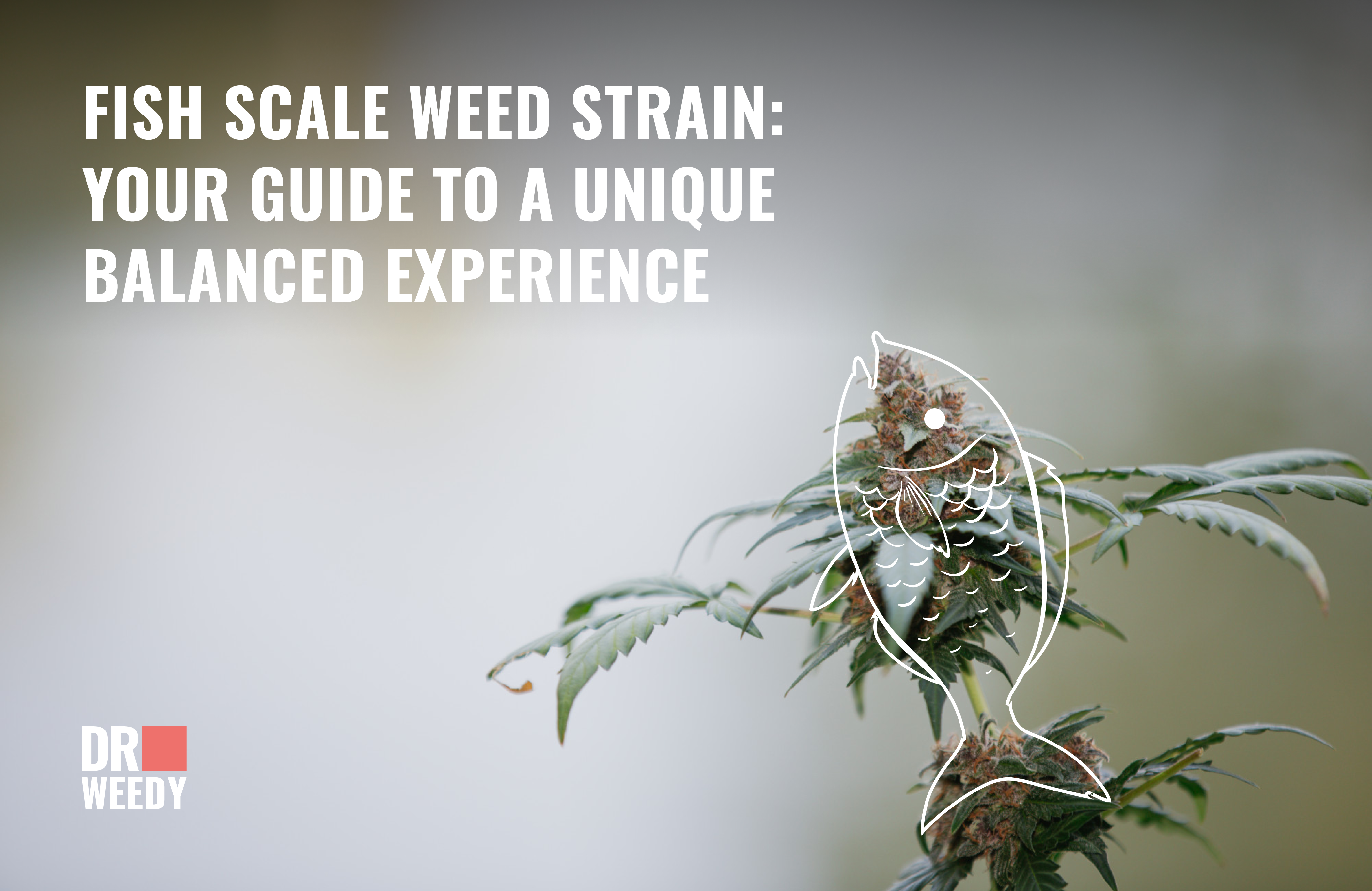 Fish Scale Weed Strain: Your Guide to a Unique Balanced Experience