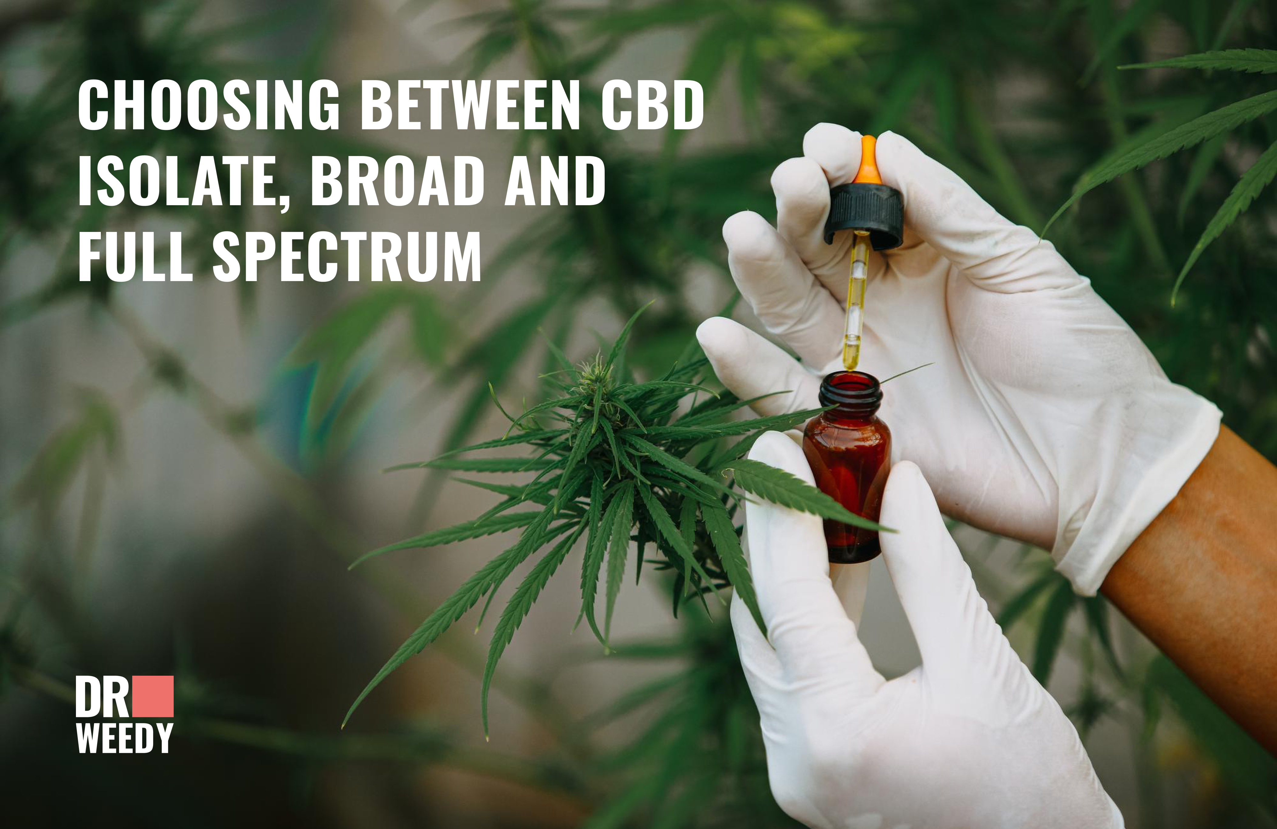 Choosing Between CBD Isolate, Broad And Full Spectrum