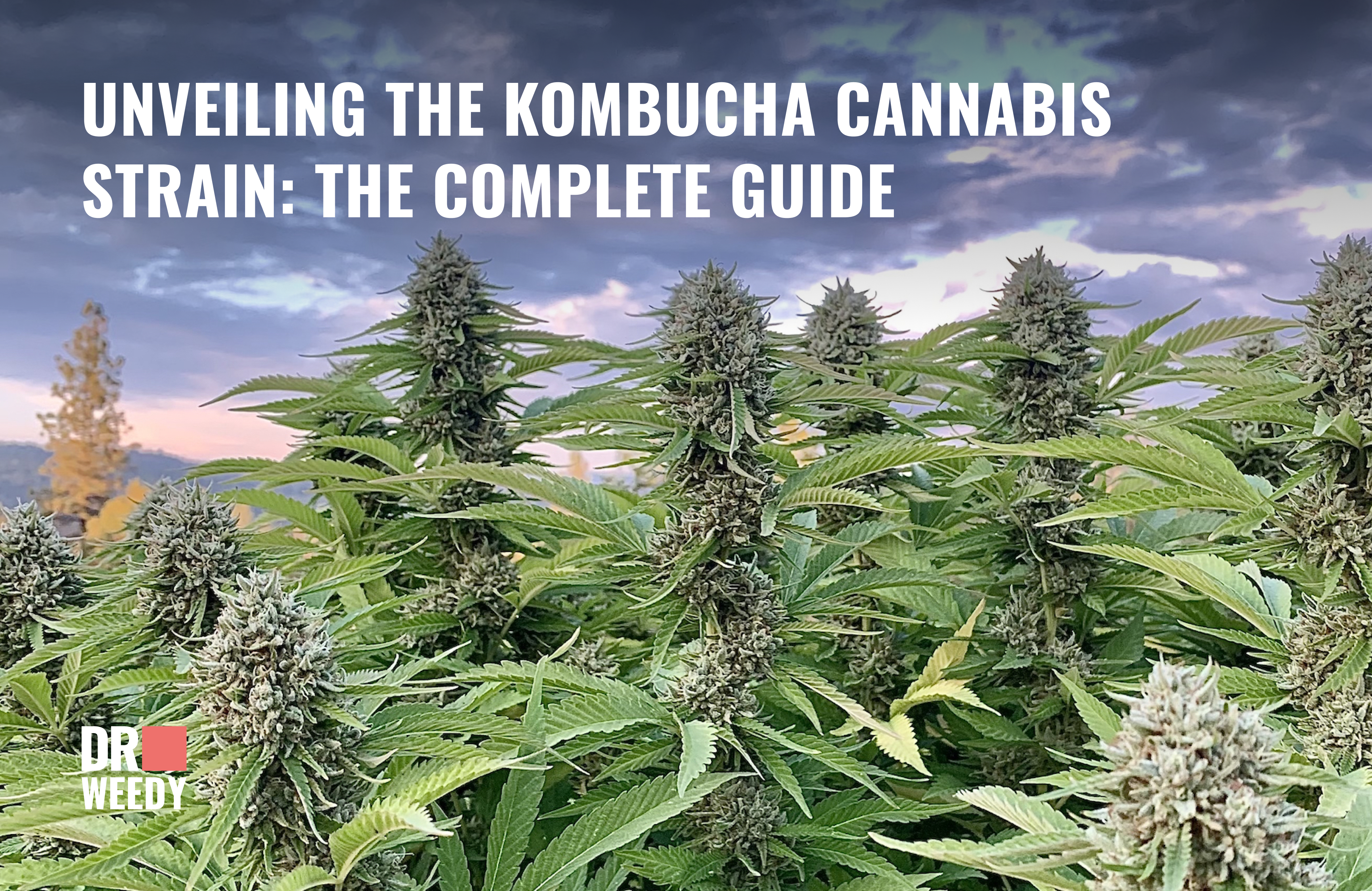 Unveiling the Kombucha Cannabis Strain: The Complete Guide