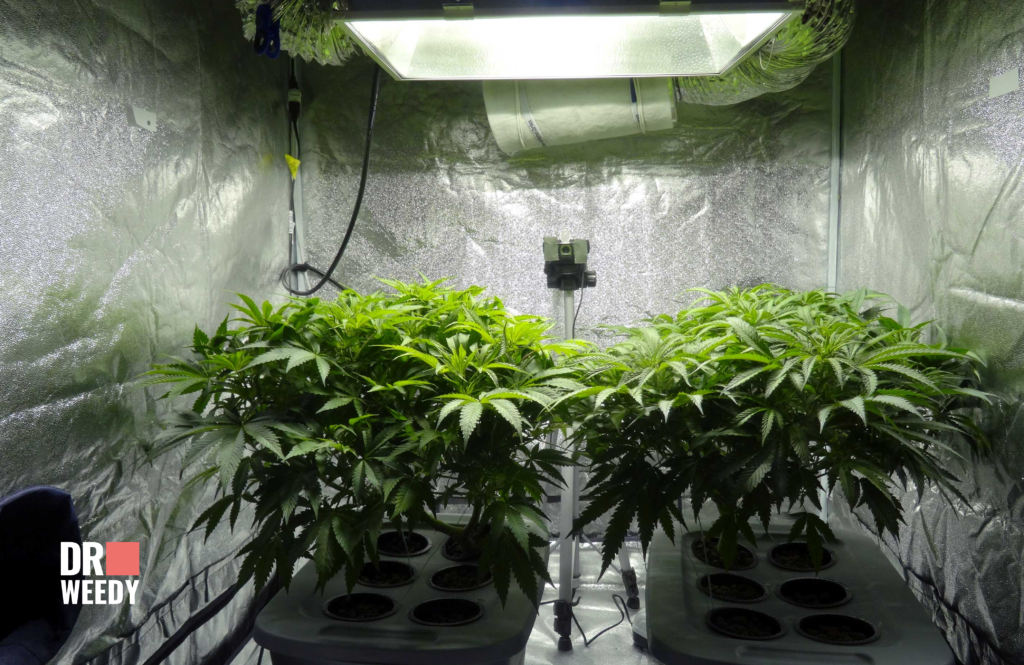 Optimal conditions for Growing Weed Plants