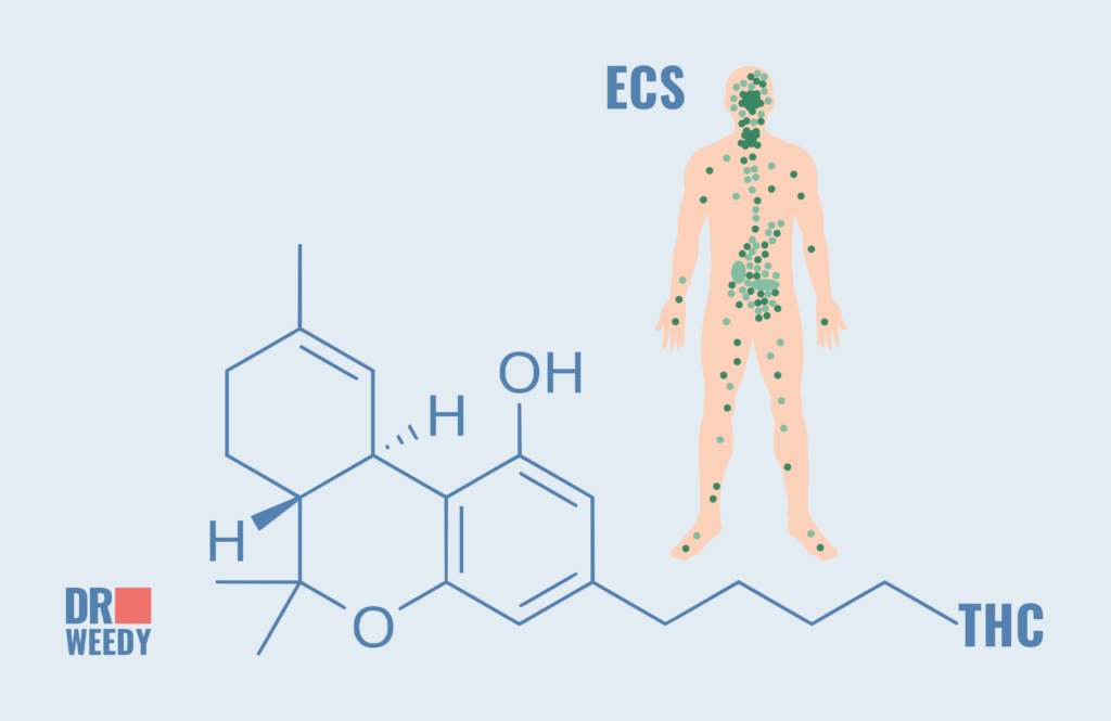How THC is Processed and Stored in the Body