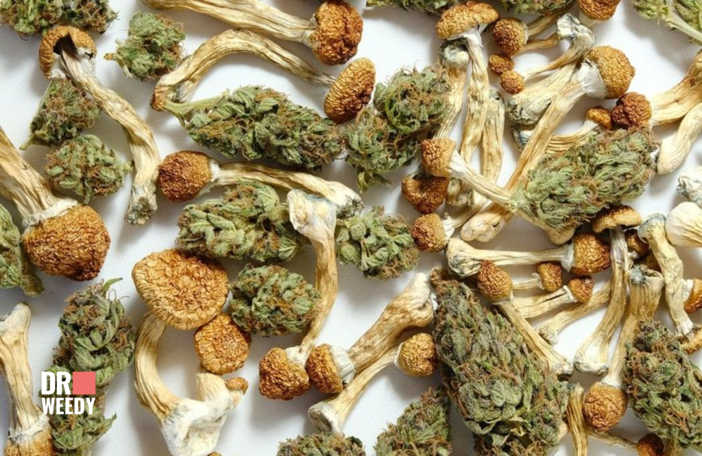 What Happens When You Combine Cannabis and Magic Mushrooms?