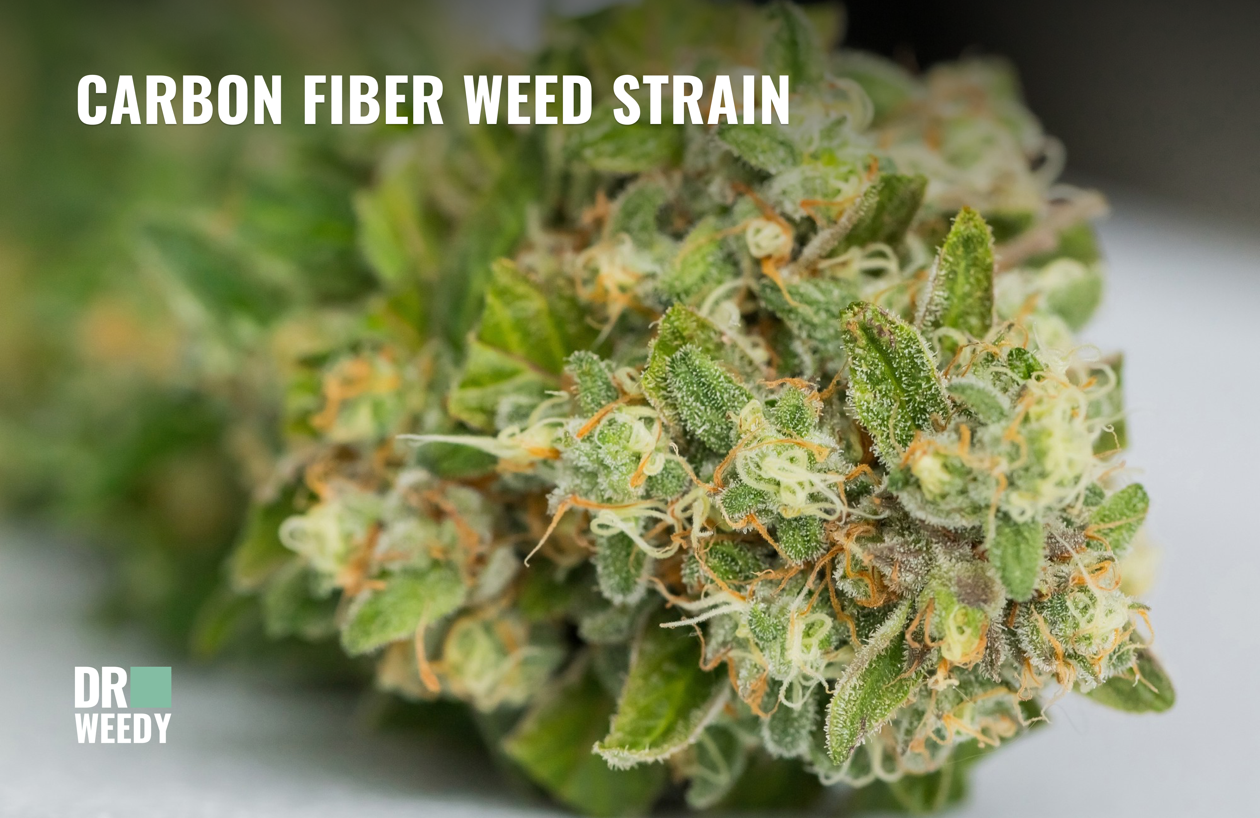 Carbon Fiber Weed Strain Overview