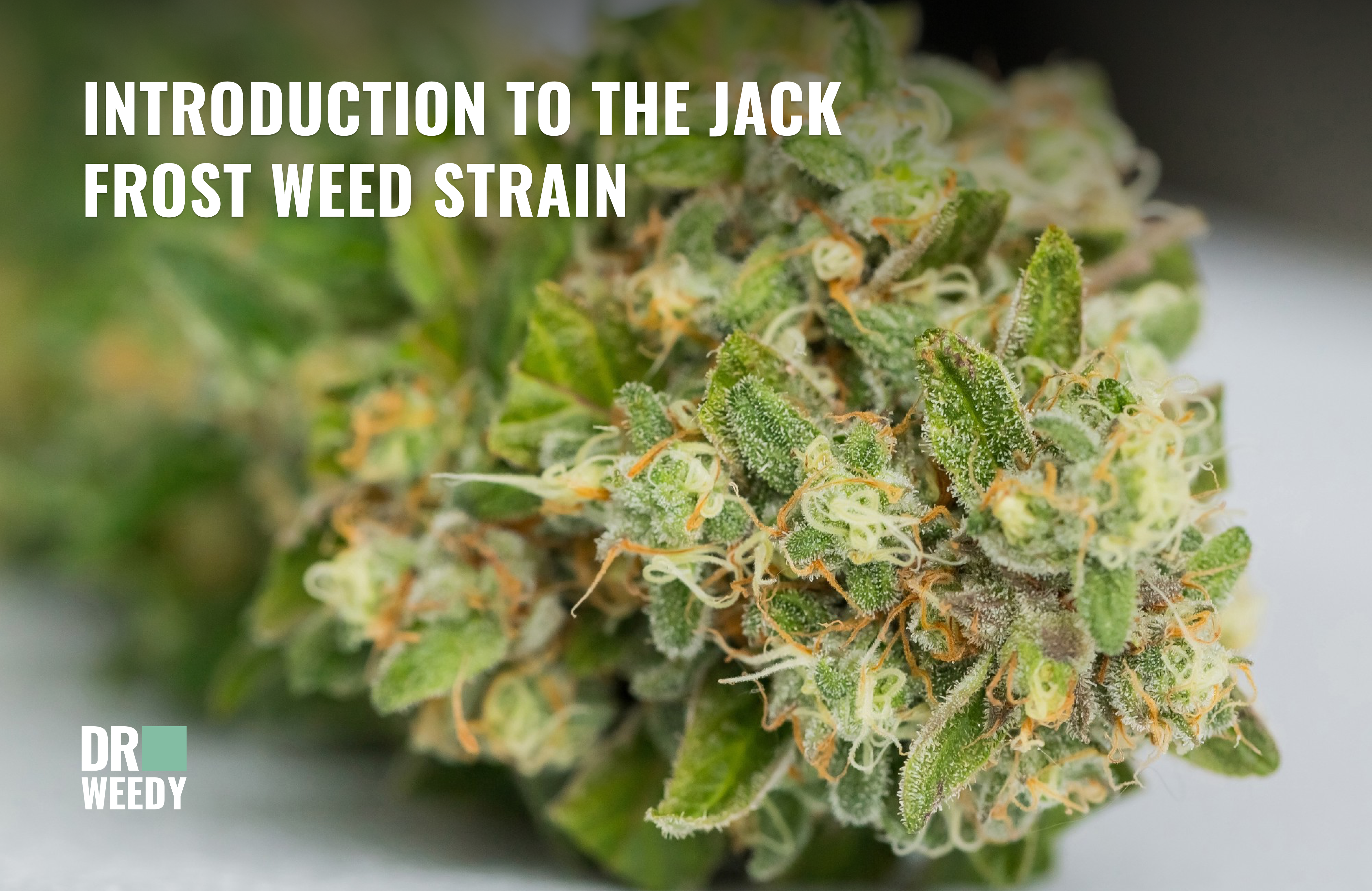 Jack Frost Weed Strain