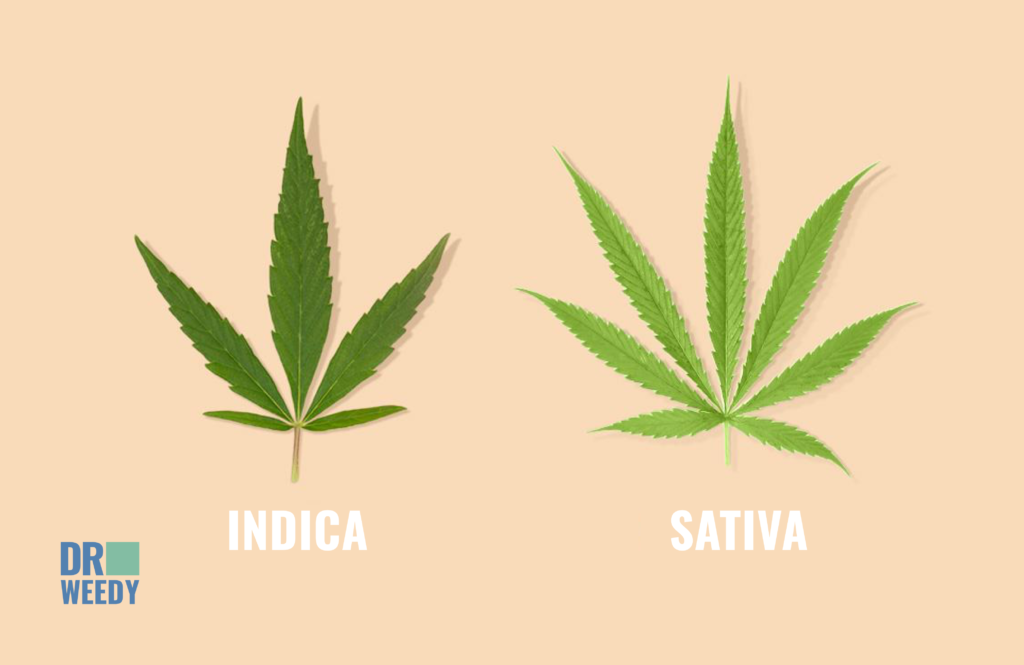 What is the Difference Between Sativa and Indica Delta 8?