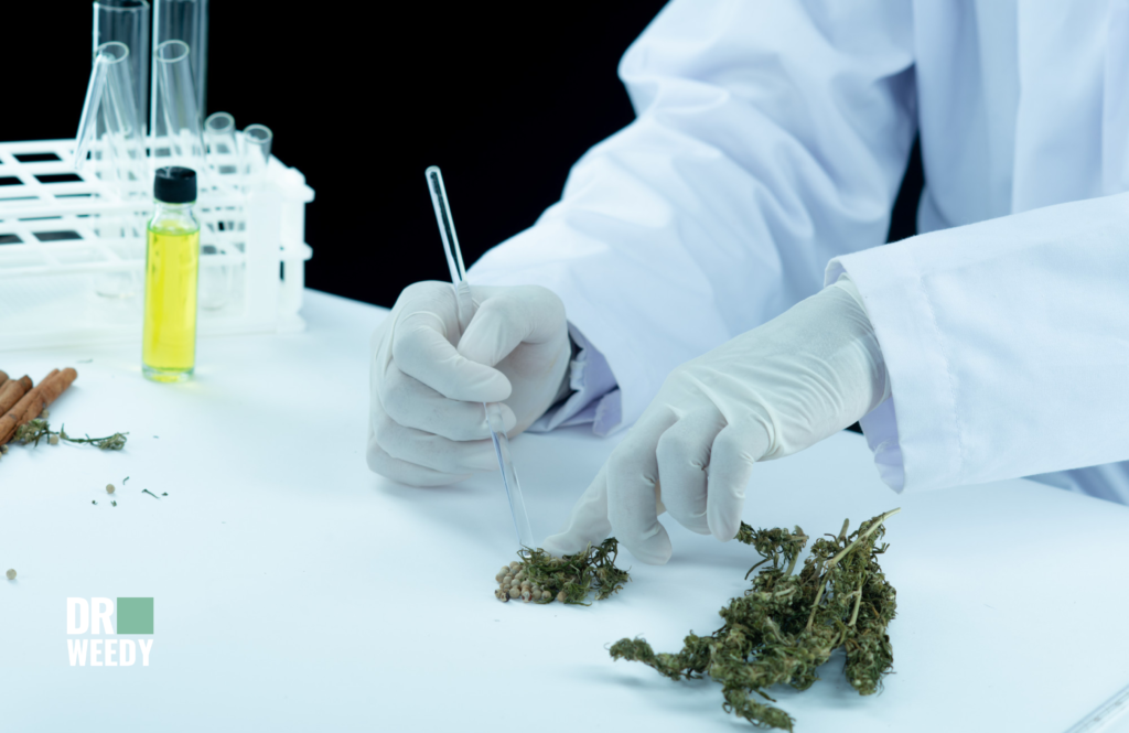 Research on Marijuana's Effects on Cold Symptoms