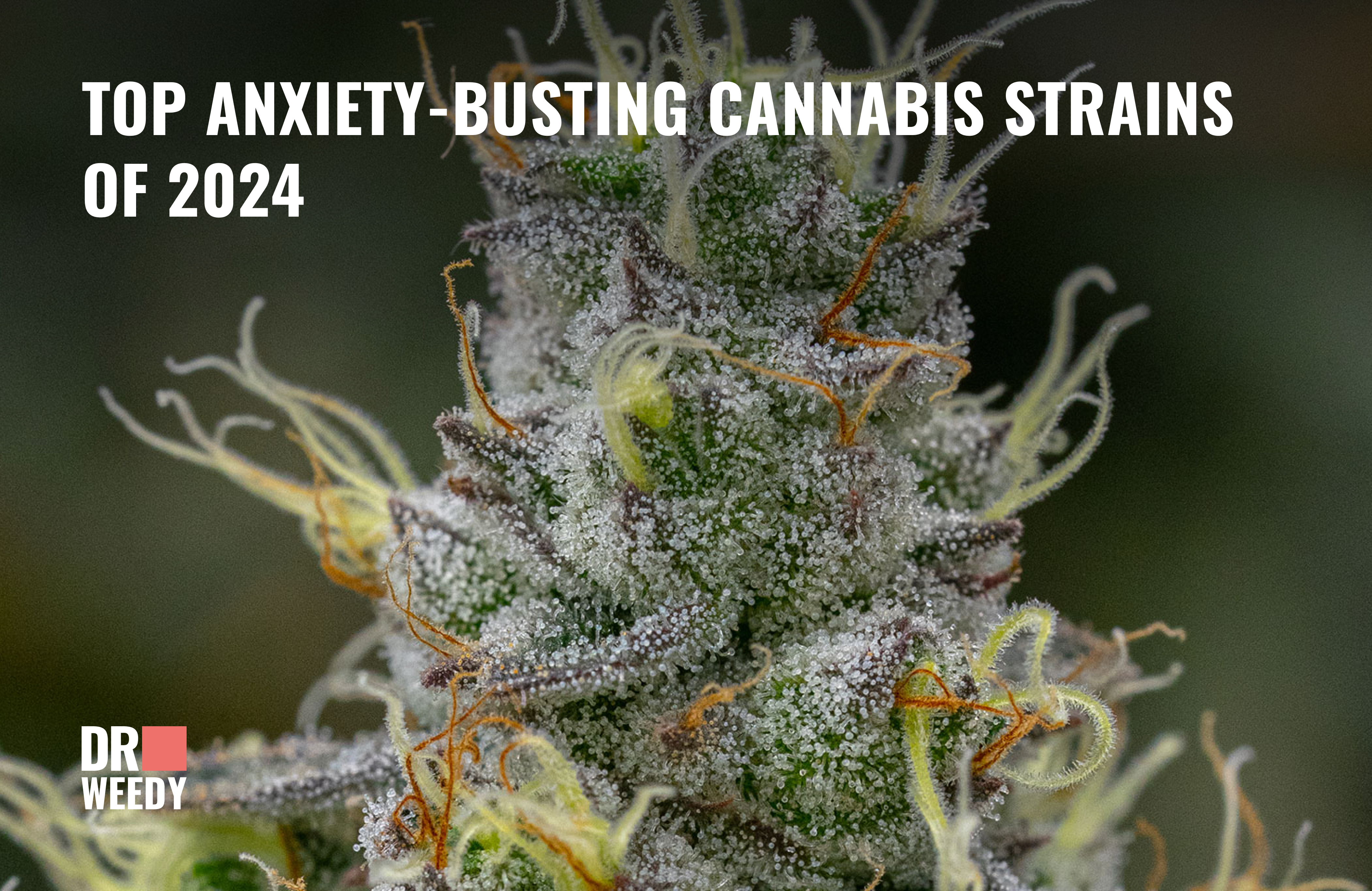 The Top Marijuana Strains for Alleviating Anxiety