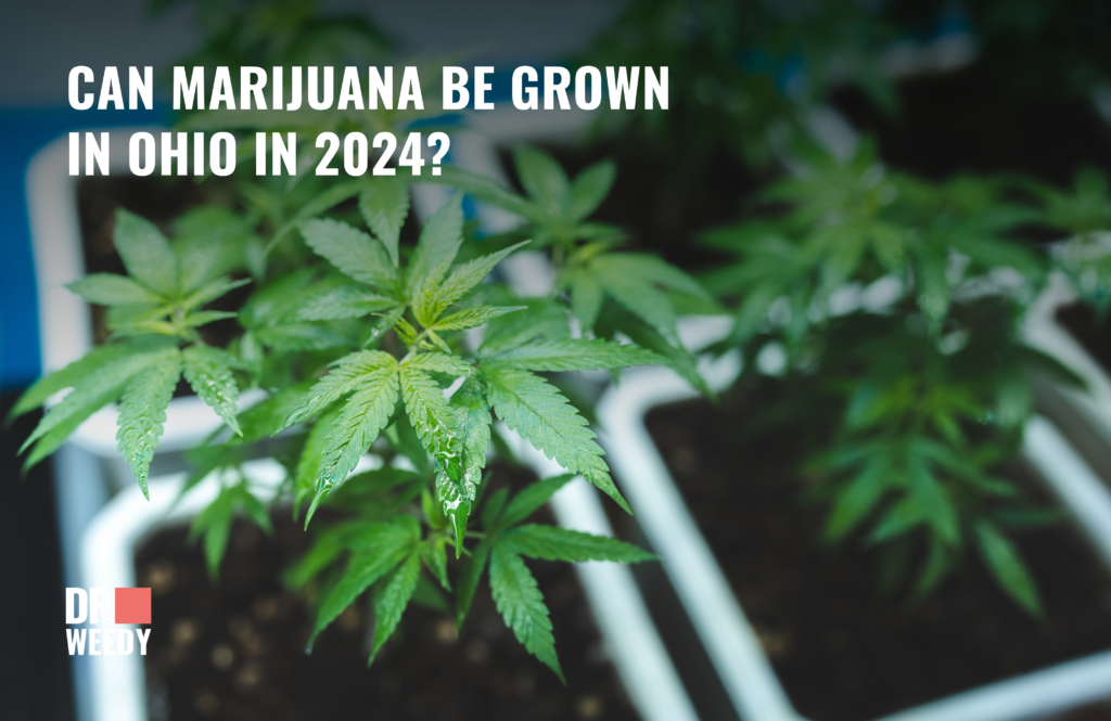 Can You Cultivate Marijuana in Ohio in 2024?