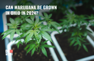 Can Marijuana Be Grown in Ohio in 2024?