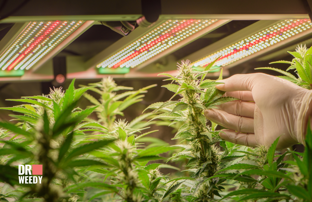 Where Can Marijuana Be Grown?