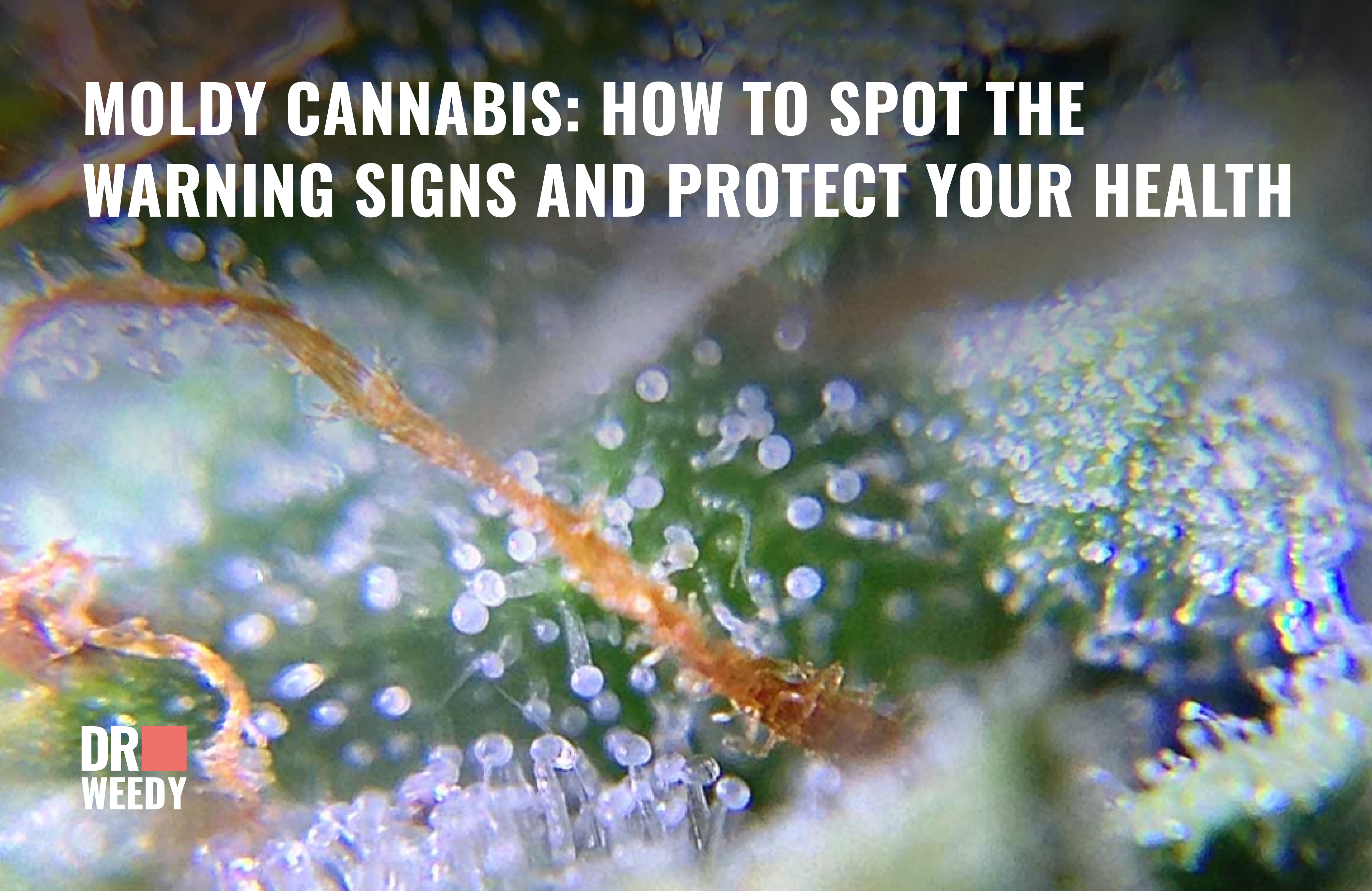 Moldy Cannabis: How to Spot the Warning Signs and Protect Your Health