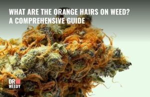 Orange Hairs on Weed: The Ultimate Guide to Understanding Cannabis Pistils