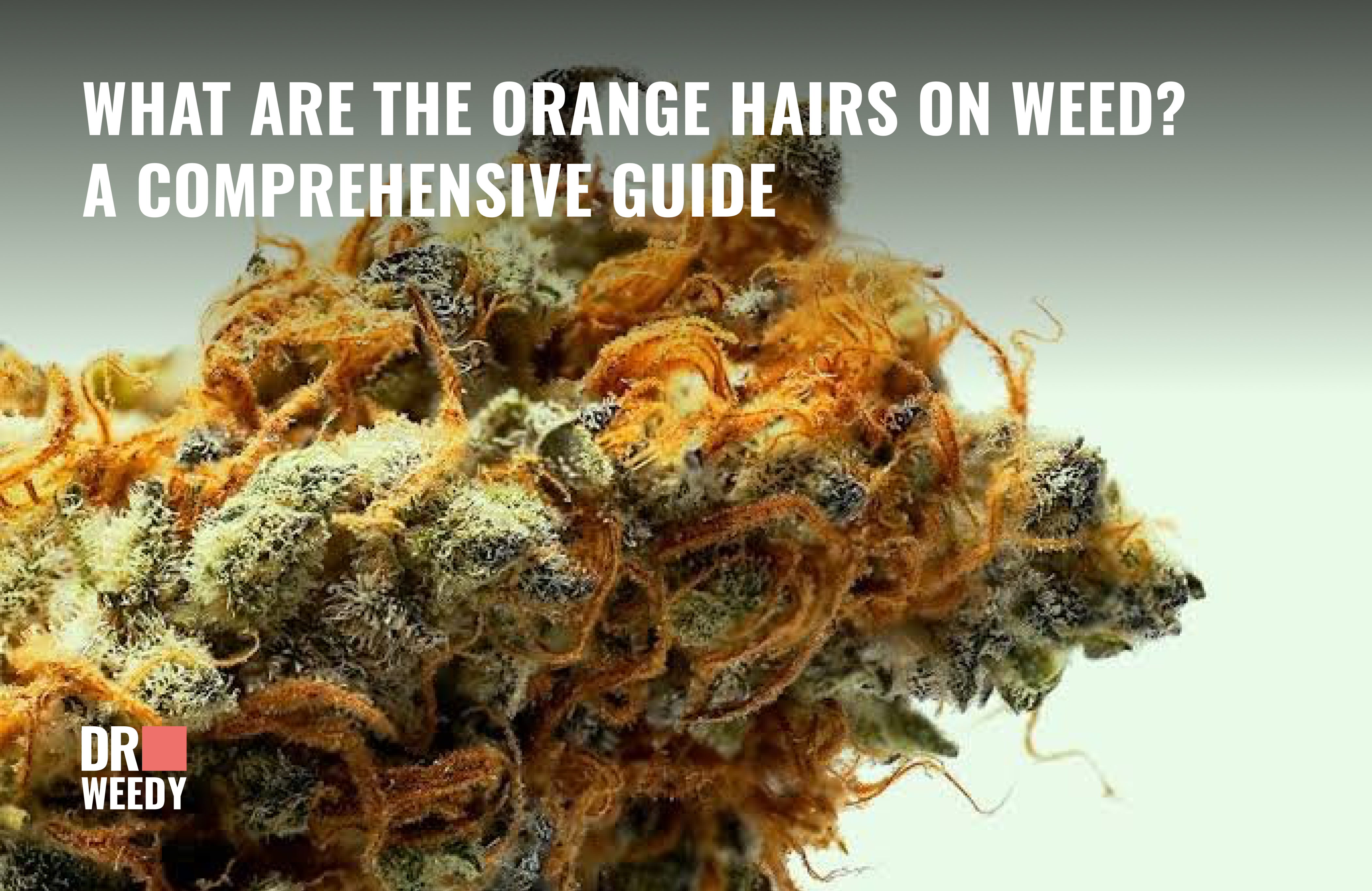 What Are the Orange Hairs on Weed? A Comprehensive Guide