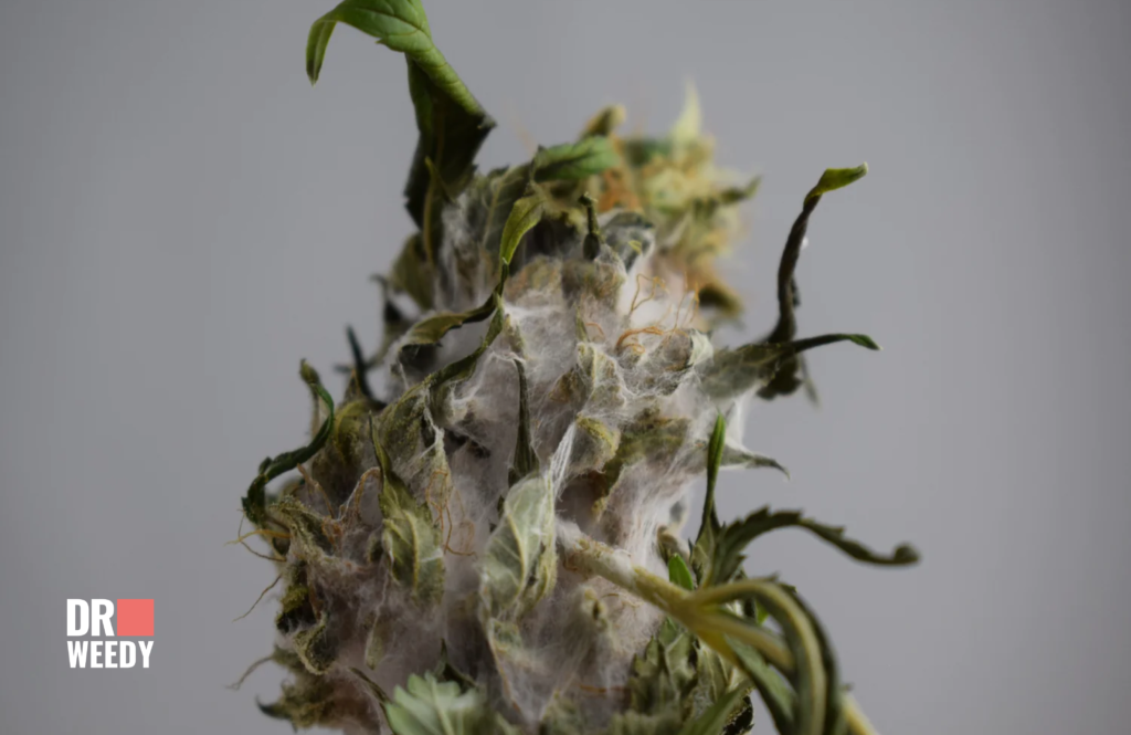 What Causes Mold on Cannabis?