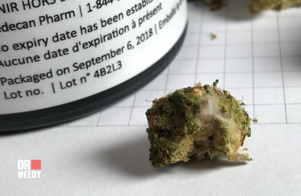 How to Tell if Your Weed is Moldy: Key Signs to Watch For