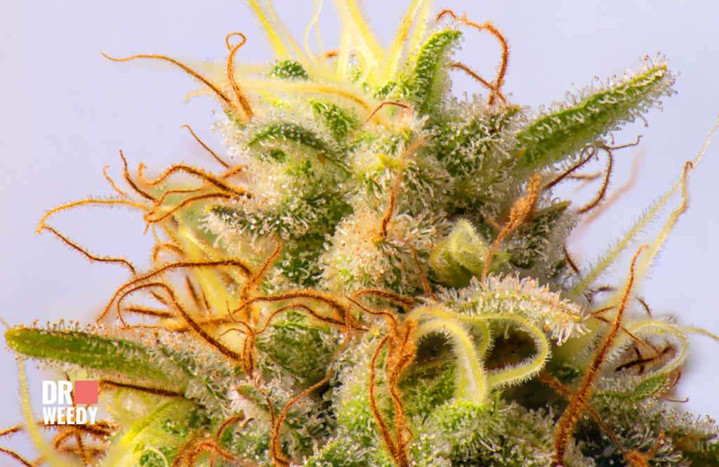 Debunking the Myths About Orange Hairs on Weed