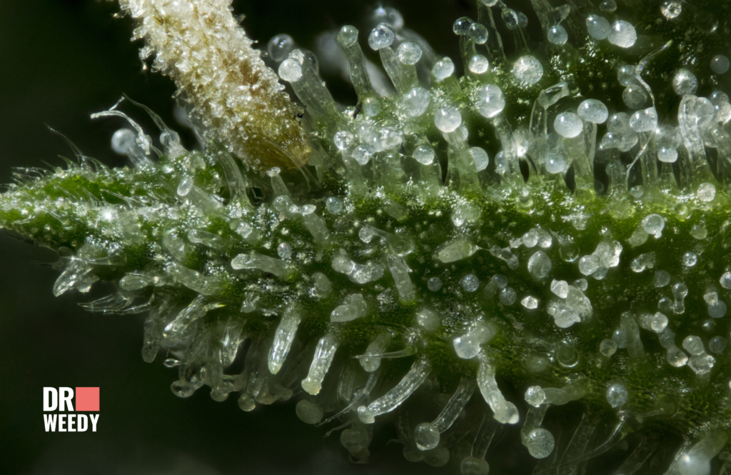 The Trichome Connection